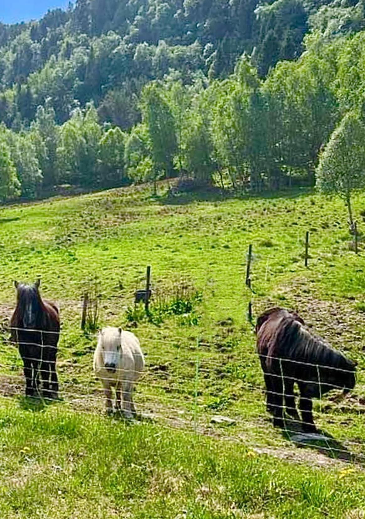 Vika Minihouse Villa Kristiansund Dış mekan fotoğraf